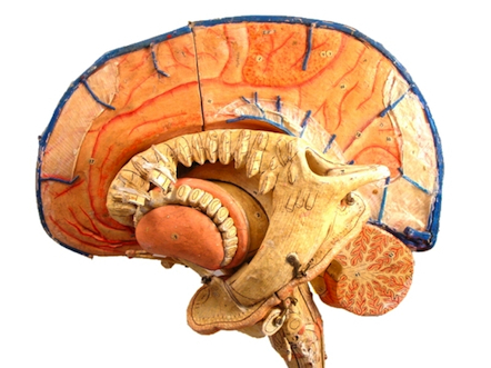 paper maché brain model